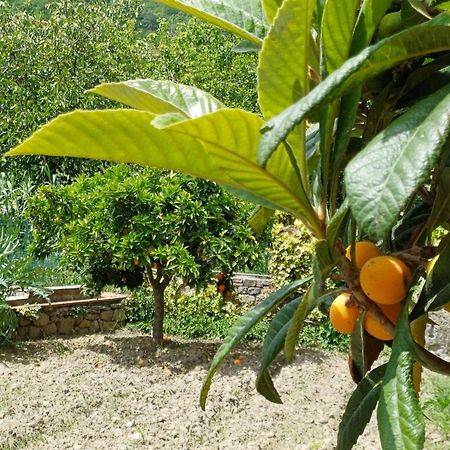 Country House B&B Antica Dimora Del Sole Camerota Exteriör bild