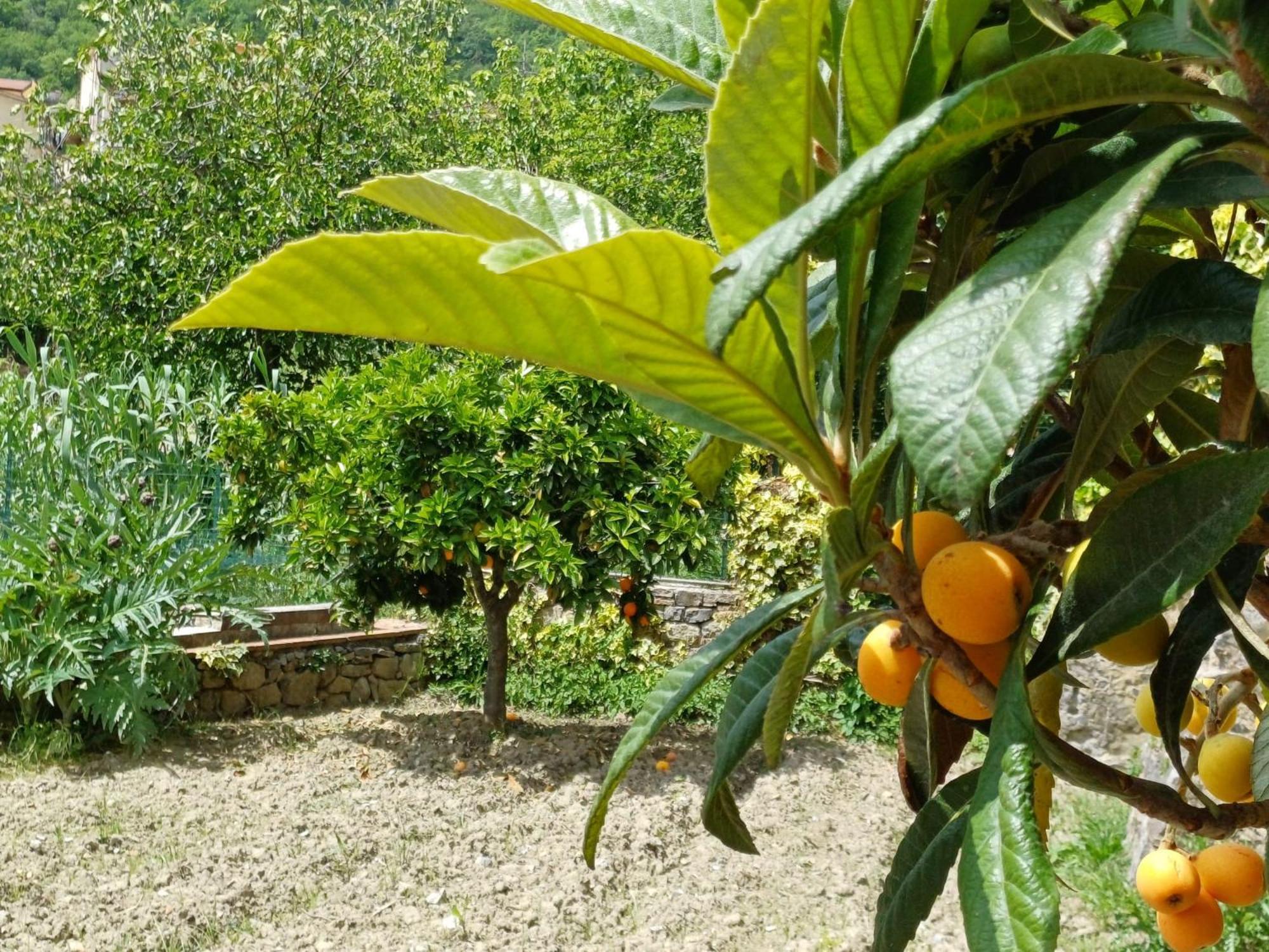 Country House B&B Antica Dimora Del Sole Camerota Exteriör bild